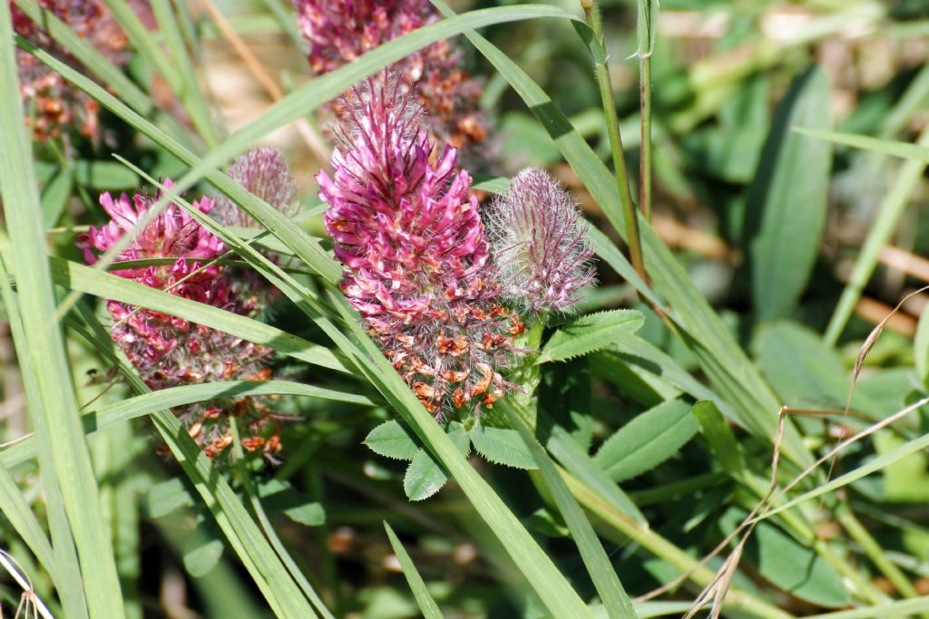 Trifolium rubens